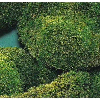 download sheet moss for free download sheet moss for free