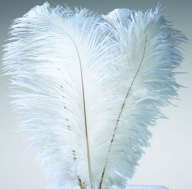 Ostrich Feathers - Wing Plumes