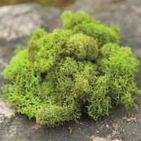 Islandmoos Natur 500g konserviert beige creme preserved moss Reindeer Moss 