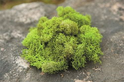Details about   Reindeer Moss Preserved Dried Craft Decoration Wreath Green Natural Aquarium 