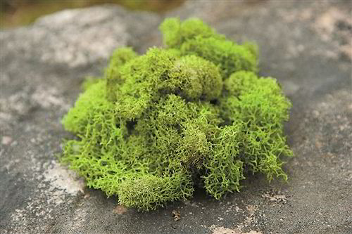 Reindeer Moss Sping Green 3lb bulk