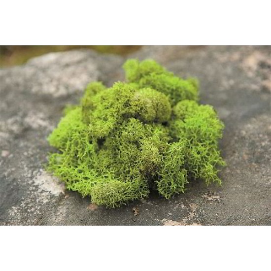 Preserved Reindeer Moss