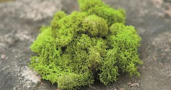 Iceland Moss Crimson 250g preserved Pink Red Reindeer Moss Reindeer Moss preserved 
