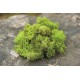 Preserved Reindeer Moss