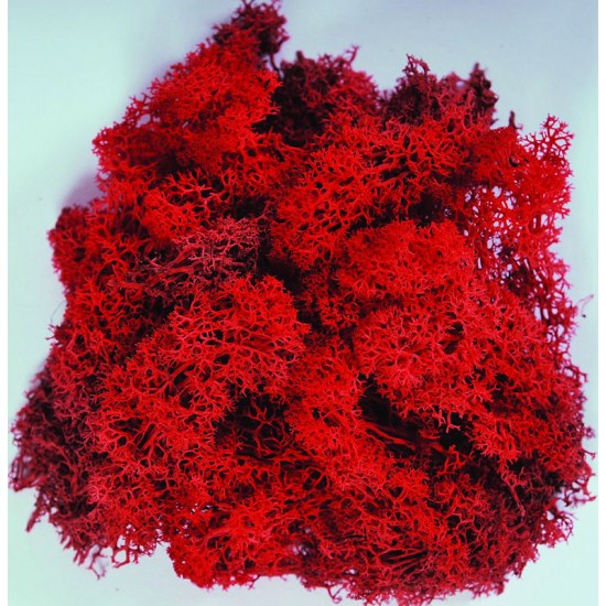 Buy Reindeer Moss For Sale