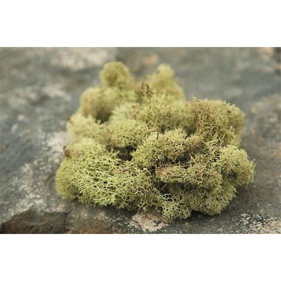 Real Preserved Natural Moss in 1 oz / 2 oz / 3.5 oz/Vibrant Palette Natural Reindeer Lichen – Decorative Moss for Easter Table Decor Home Decor Moss Art- Moss Wall Decor Yellow, 2oz 
