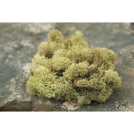 Reindeer Moss