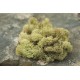 Preserved Reindeer Moss