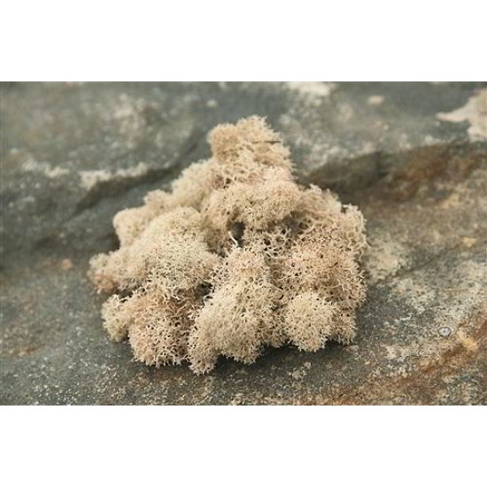 Preserved Reindeer Moss