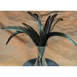 Rooster Tail Feathers