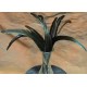 Rooster Tail Feathers Rooster Tail Feathers