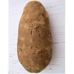 12 Idaho Potatoes