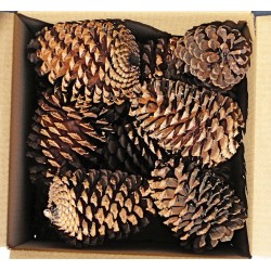 Jeffries Large Pine Cones (PineCones)