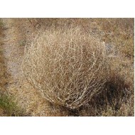 Baby Tumbleweeds