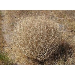 Tumbleweeds for Sale, Buy Tumbleweeds, Purchase Tumbleweed