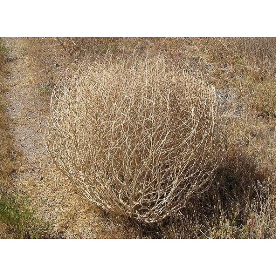 What Makes Tumbleweeds Tumble?