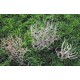 Baby Tumbleweeds Baby Tumbleweeds