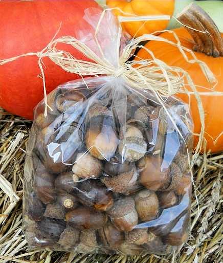 Acorns For Sale Buy Decorative Acorns