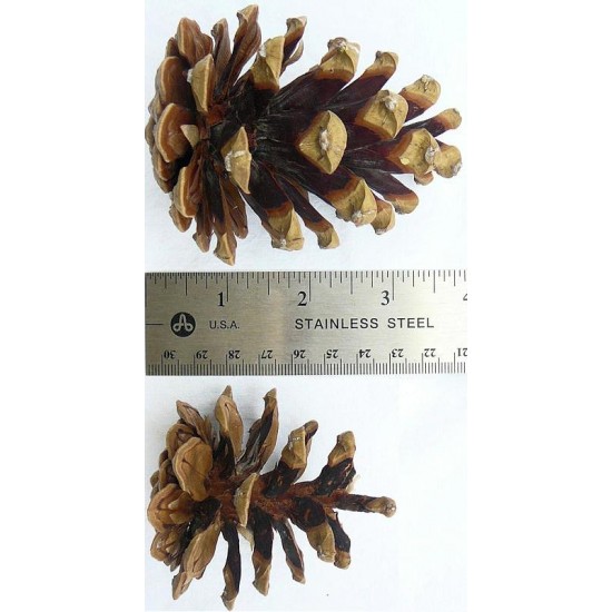 Austriaca Pine Cones