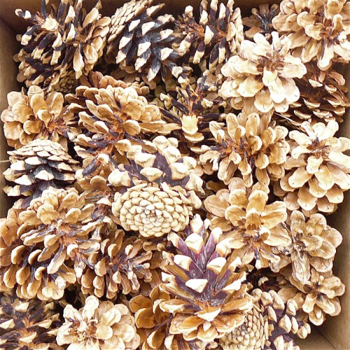Pine cones for sale, Buy Pine cones, Purchase Pine cones