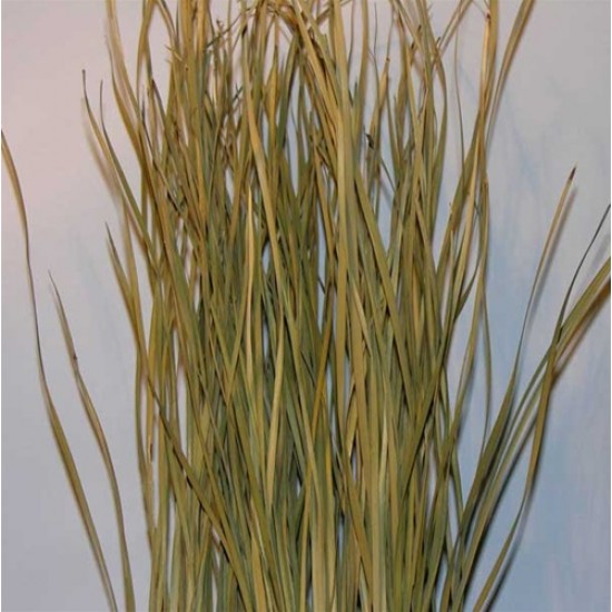 Bayou Grass - Dried Green or Natural