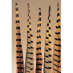 Ringneck Pheasant Feathers 20