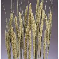 Dried Chinese Millet - China Millet