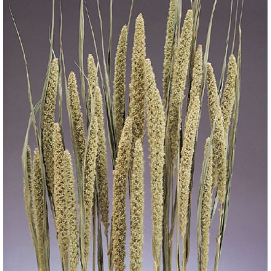 Dried Chinese Millet - China Millet Dried Chinese Millet - China Millet