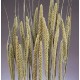 Dried Chinese Millet - China Millet Dried Chinese Millet - China Millet