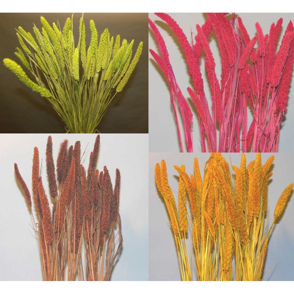 Dried Decorative Chinese Millets China Millet Bunches