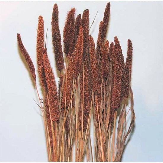 Dried Chinese Millet - China Millet Dried Chinese Millet - China Millet