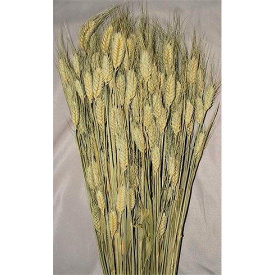 Club Wheat Bundle