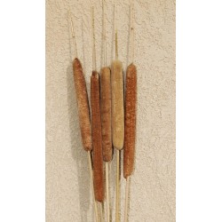 Dried Cattails Jumbo 30