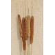 Large Dried Cattails (Cat tails) For Sale (Qty 5)