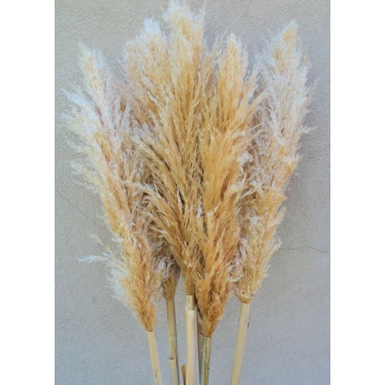 Dried Pampas Grass - Natural Pampas Grass Dried Pampas Grass - Natural Pampas Grass