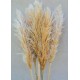 Dried Pampas Grass - Natural Pampas Grass Dried Pampas Grass - Natural Pampas Grass
