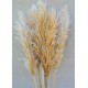 Dried Pampas Grass - Natural Pampas Grass