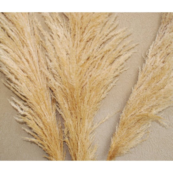 Dried Pampas Grass - Natural Pampas Grass Dried Pampas Grass - Natural Pampas Grass