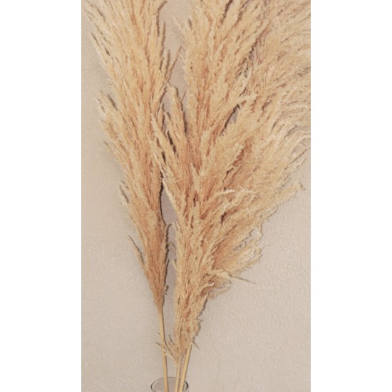 Dried Pampas Grass - Natural Pampas Grass Dried Pampas Grass - Natural Pampas Grass