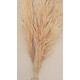Dried Pampas Grass - Natural Pampas Grass Dried Pampas Grass - Natural Pampas Grass