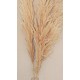 Dried Pampas Grass - Natural Pampas Grass