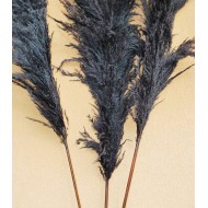 Dried Pampas Grass - Black Color