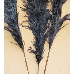 Dried Pampas Grass - Black Color