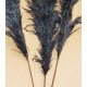 Dried Pampas Grass - Black Color