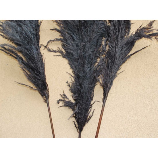 Dried Pampas Grass - Black Color