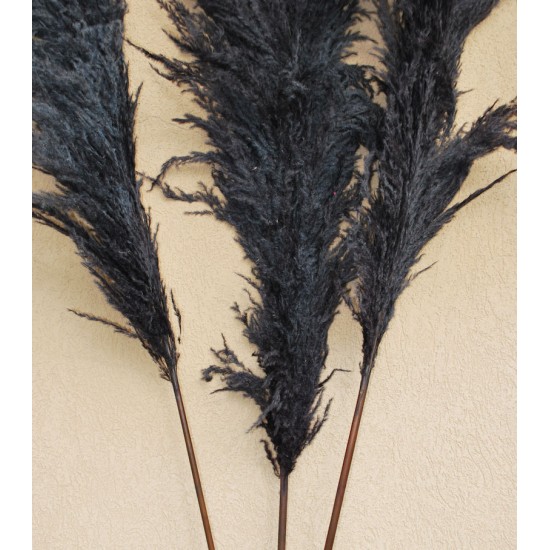 Dried Pampas Grass - Black Color