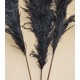 Dried Pampas Grass - Black Color Dried Pampas Grass - Black Color