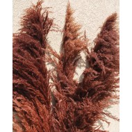 Dried Pampas Grass - Brown Color