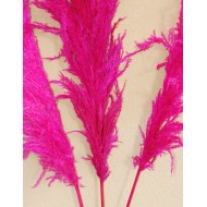 Dried Pampas Grass - Pink Color