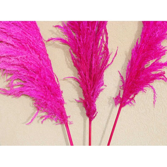 Dried Pampas Grass - Pink Color